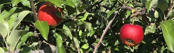 apple banner